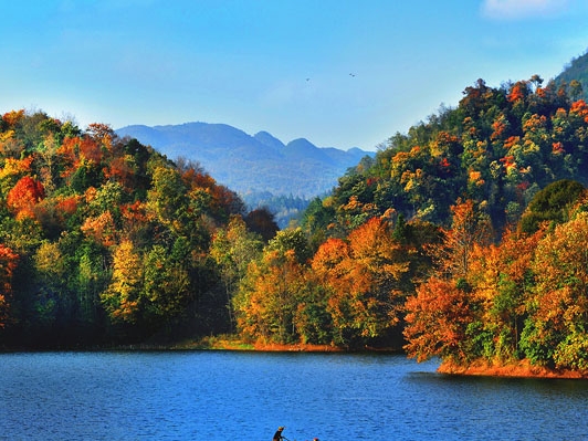 生活在秋天的植物