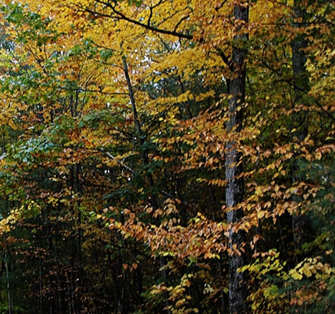 粉象生活要做会员吗