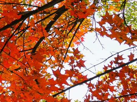 粉象生活手机版有什么用