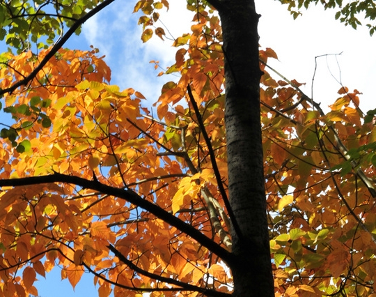 粉象生活粉丝怎么增加