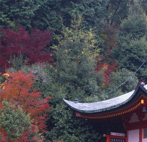 山东粉象生活佣金