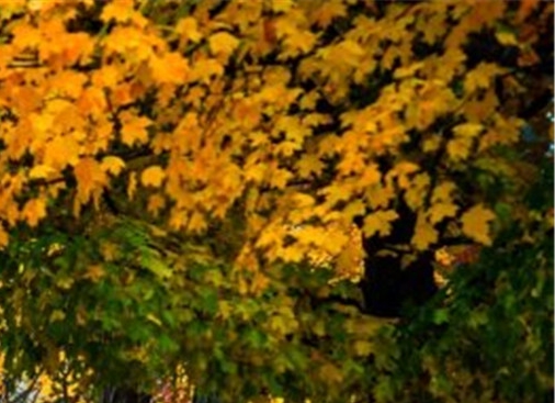 粉象生活如何购买小米有品