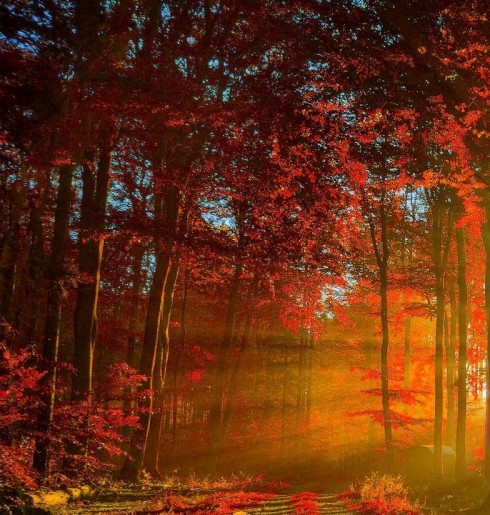 什么是粉象生活社交电商