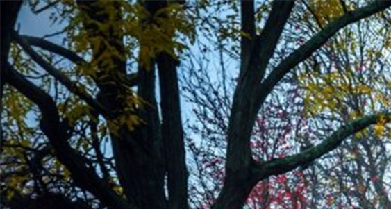 蜜蜂花园 粉象生活