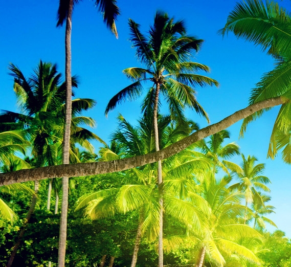 粉象生活下载app