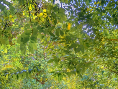 粉象生活的推广佣金是多少