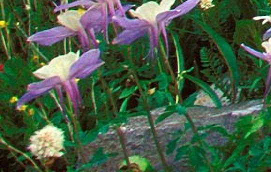 粉象生活上的店铺怎么推广