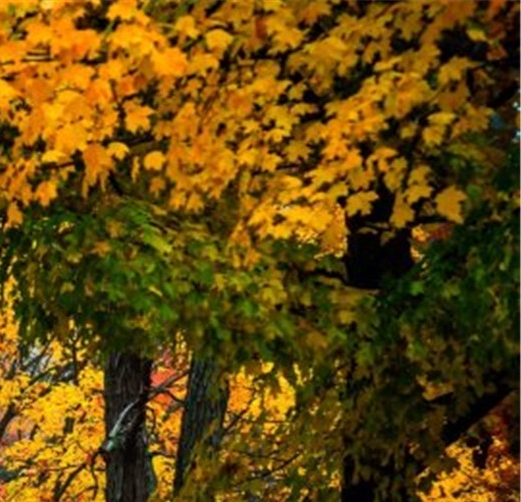 粉象生活是正规平台吗