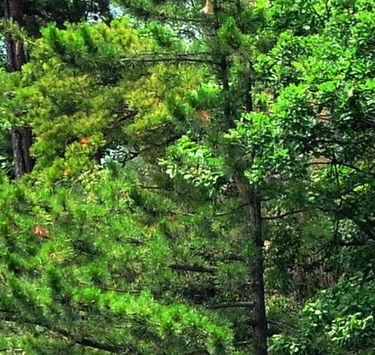 淘宝怎么解绑授权粉象