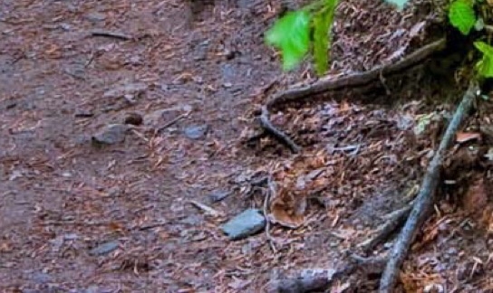 粉象生活一天赚几百是真的吗