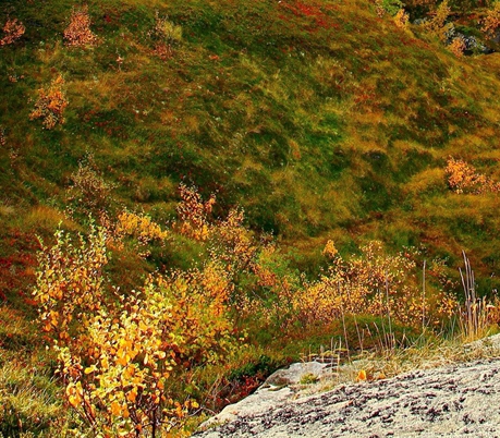 淮安粉象生活收入