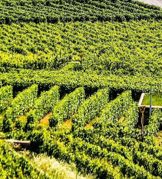 粉象生活哪个品牌最好