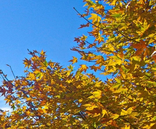 惠州粉象生活加盟代理