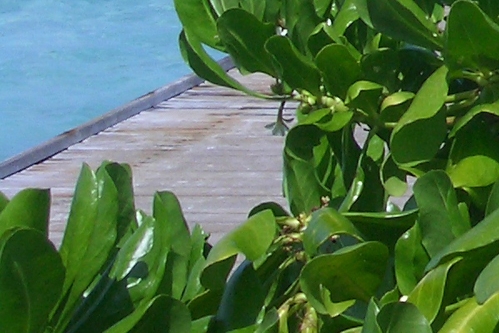 app粉象生活下载