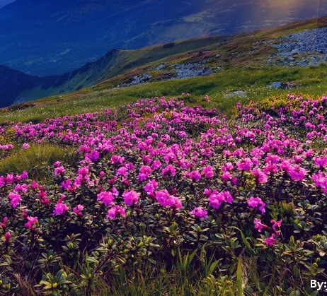 粉象生活赚钱教程