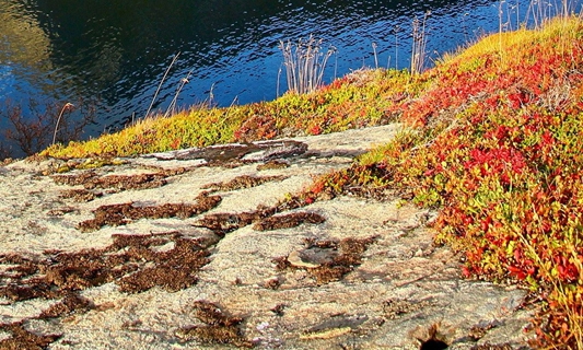 琥珀粉生活当中的用法