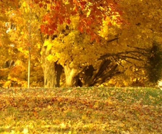 茂名粉象生活加盟