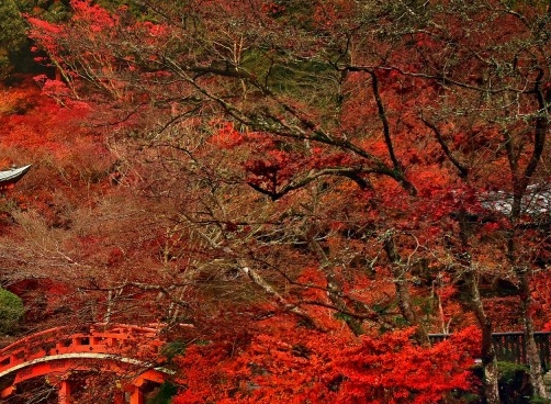 粉象生活天天开大奖