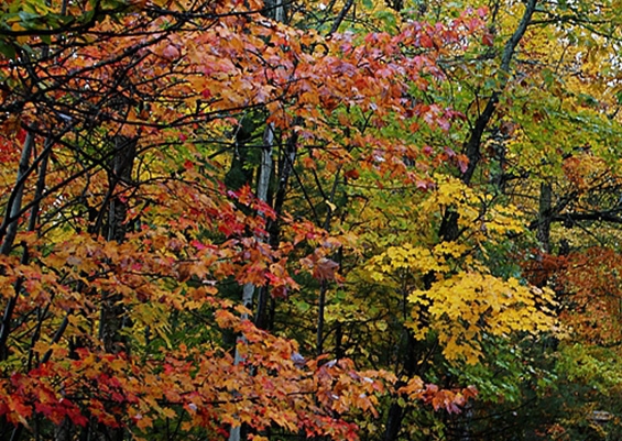 粉象生活下载app