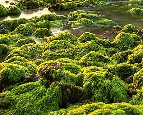 粉象生活兼职真的好吗