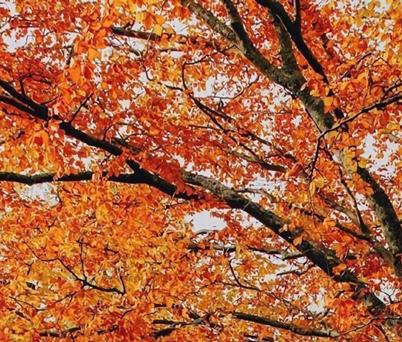 你们是怎么推广粉象的