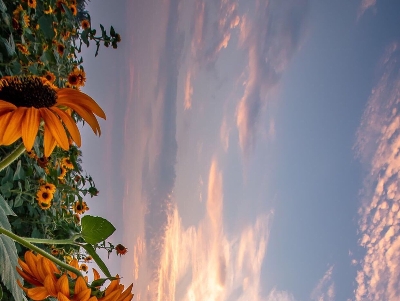 根兰子回家后生活