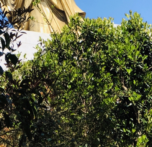 粉象生活苹果手机怎么用不了