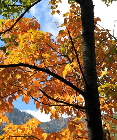 韶关粉象生活使用教程