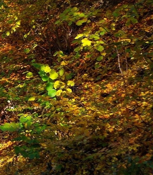 通化百业信息报在线看报