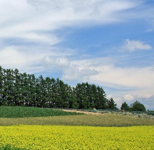 小森生活金币怎么赚