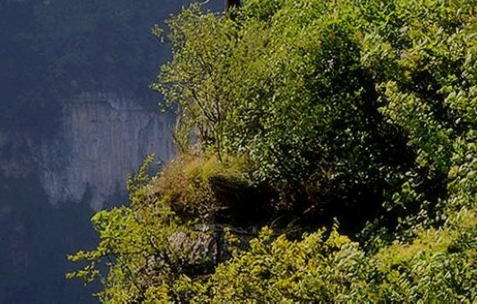 粉象生活官方APP邀请码