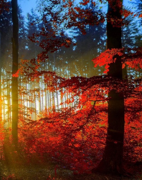 粉象生活拆红包