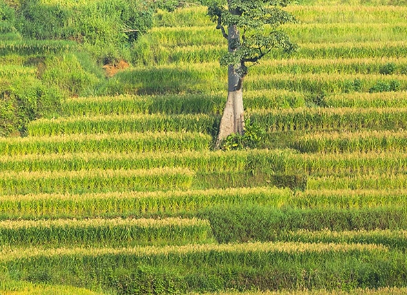 粉象生活升级后大概几天才看到收入