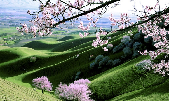 北京粉象生活代理