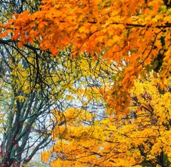 粉象生活升级后大概几天才看到收入