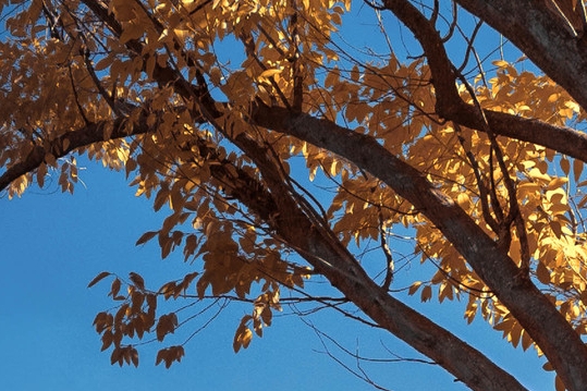 粉象生活推广引流