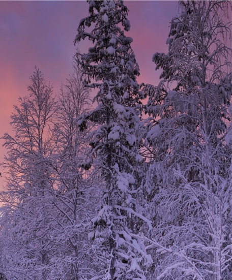 悦拜与粉象生活粉象生活
