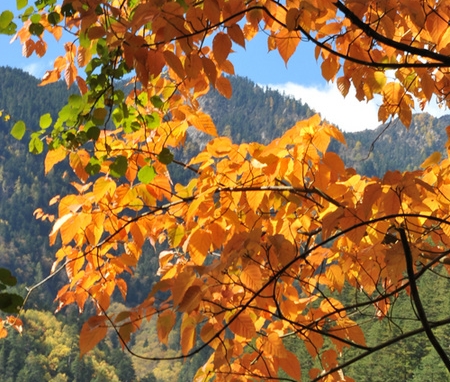 竹粉加工利润空间