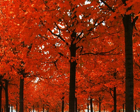 温州正规粉象生活线上推广