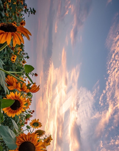 粉象生活新手教程视频