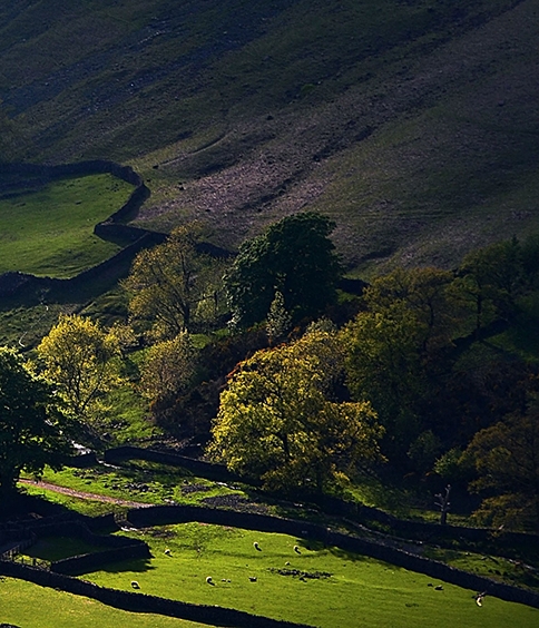 湖北加盟粉象生活软件