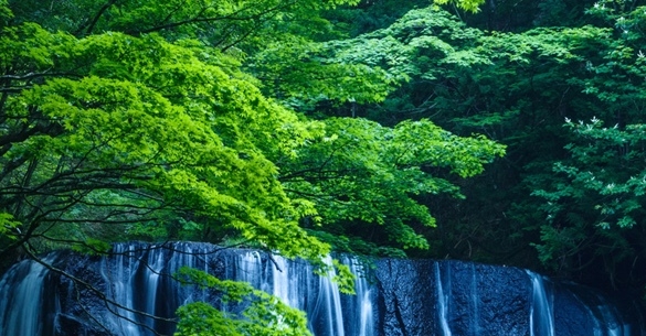 粉象生活东西是不是真的