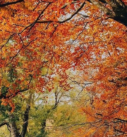 粉象生活升级后大概几天才看到收入