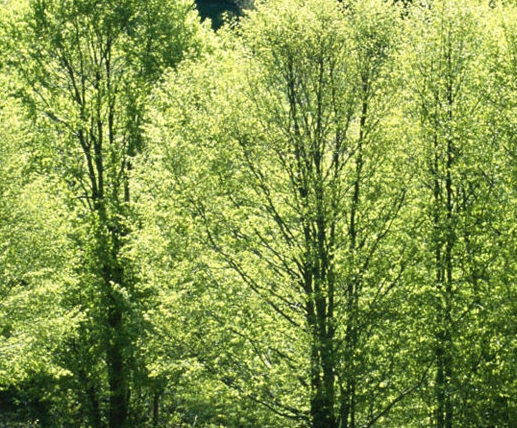 粉象生活是个坑