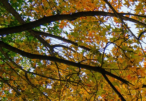 小象优品淘宝授权不了