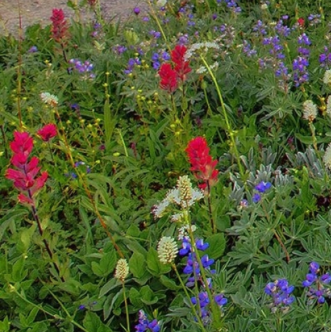 粉象生活文字录入