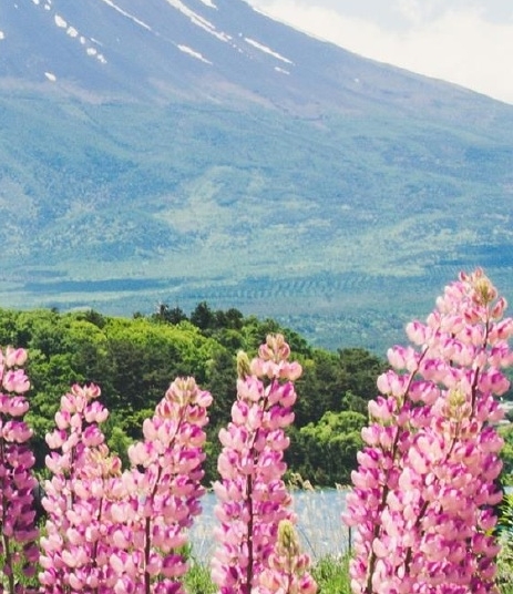 福建高端粉象生活