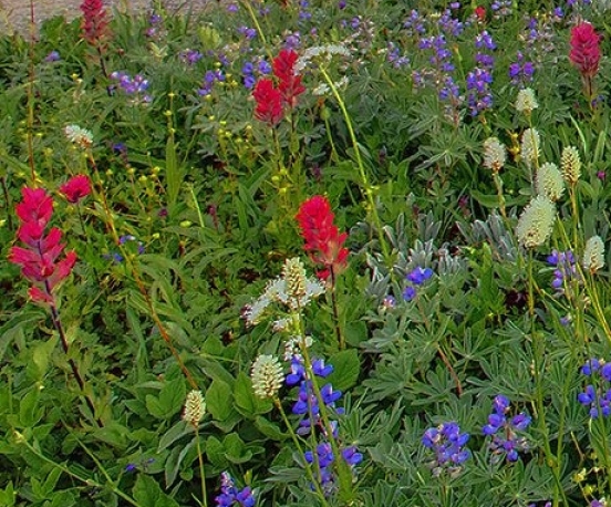 粉象生活付费会员