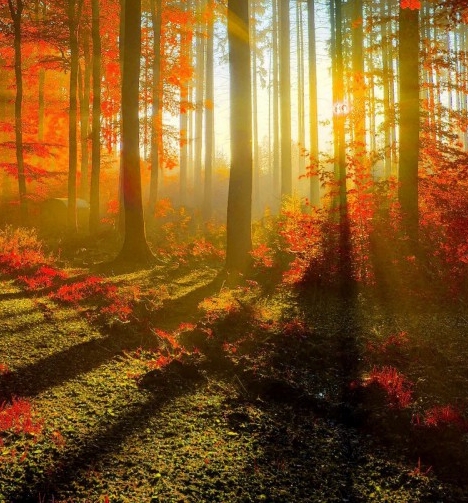 湖北加盟粉象生活怎么赚钱