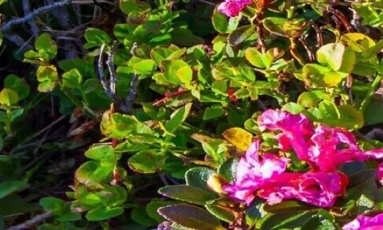 粉象生活赚钱教程